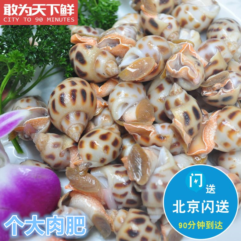 500g北京闪送 花螺新鲜 鲜活海鲜水产东风螺海猪南风螺海螺贝类