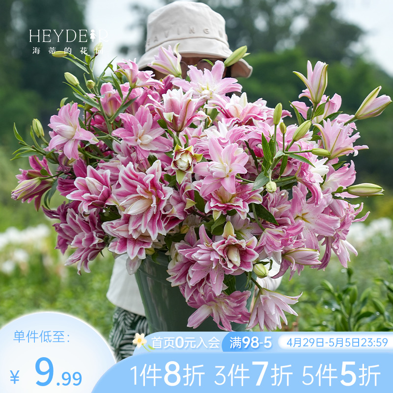 海蒂的花园香水百合种球重瓣香水进口块根今年开花可盆栽阳台花园