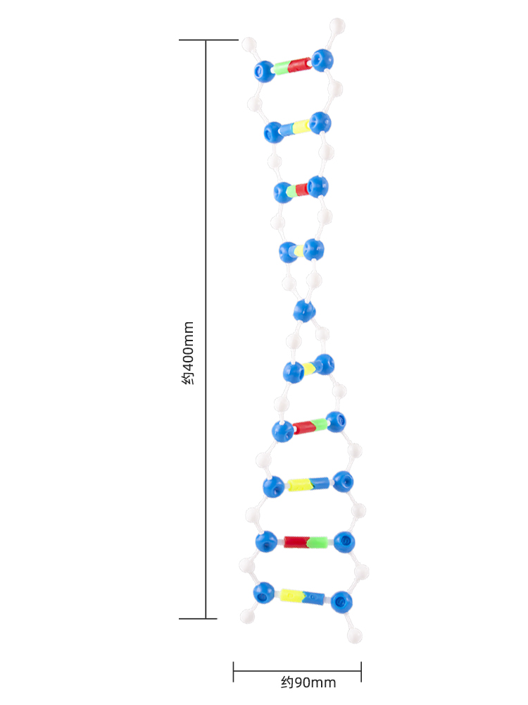 DNA双螺旋结构模型组件 小号分子结构模型拼装版遗传基因和变异演