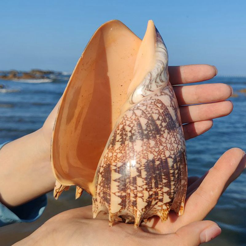 天然帝王螺海螺贝壳摆件标本收藏鱼缸造景拍摄道具听风海螺观赏