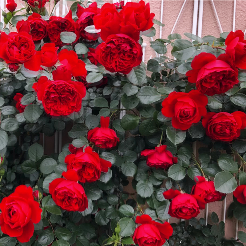 【九语】佛罗伦萨/弗洛伦蒂娜藤本月季花苗蔷薇盆栽大花浓香玫瑰