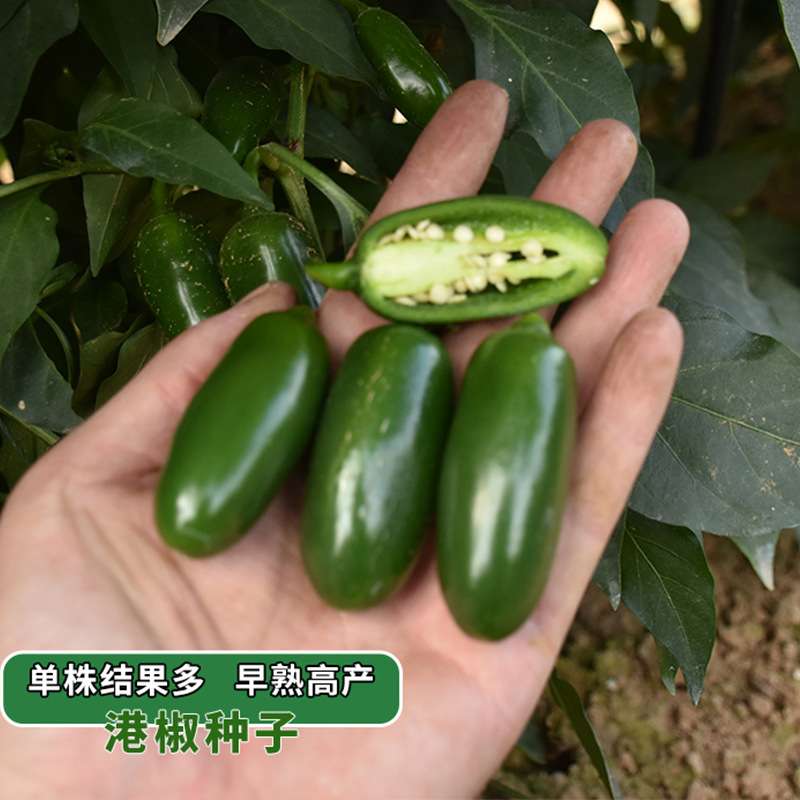 青丰港椒大泡椒种子 农田菜园种植辣味足肉厚嫩脆泡椒辣椒种籽