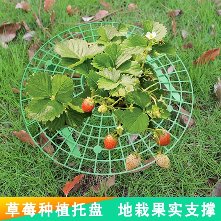 家庭种植草莓托盘架神器防倒伏植物果实支撑园艺用品绿植支撑架子