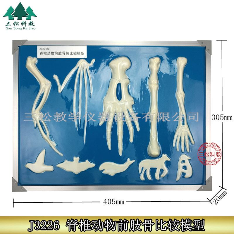 脊椎动物前肢骨骼比较模型 3226 高中生物实验教具 教学仪器