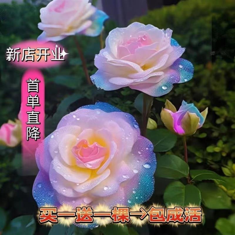 玫瑰老桩四季开花浓香型花卉盆栽阳台庭院绿植耐寒耐旱易活吸色
