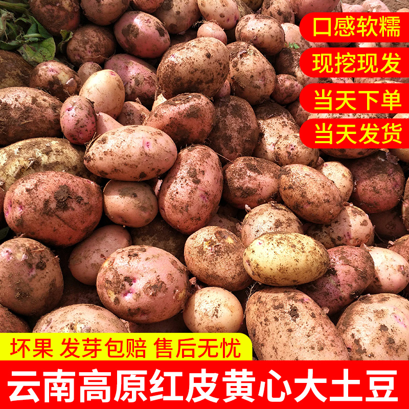 土豆云南新鲜红皮黄心洋芋马铃薯高山农家小土豆新鲜蔬菜现挖批发