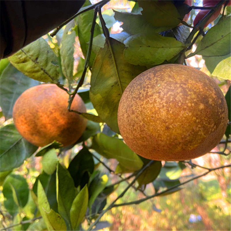 丑胡柚带麻点花斑微苦常山柚子高山种植新鲜水果外表难看懂的下单