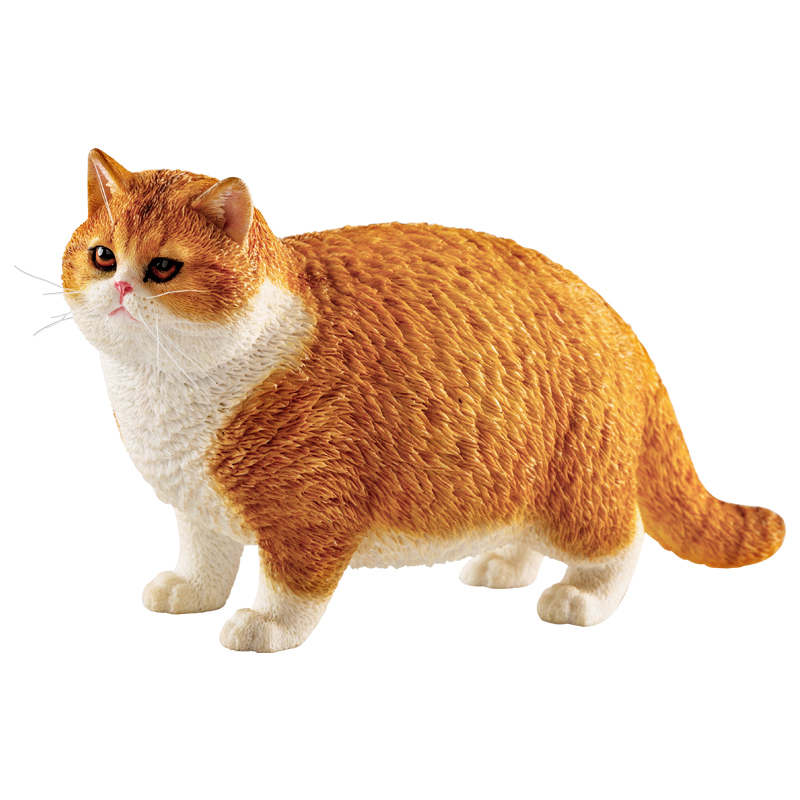 【JXK】官方正品  1/6 肥猫模型 英短 短毛猫 网红潮玩可爱萌摆件