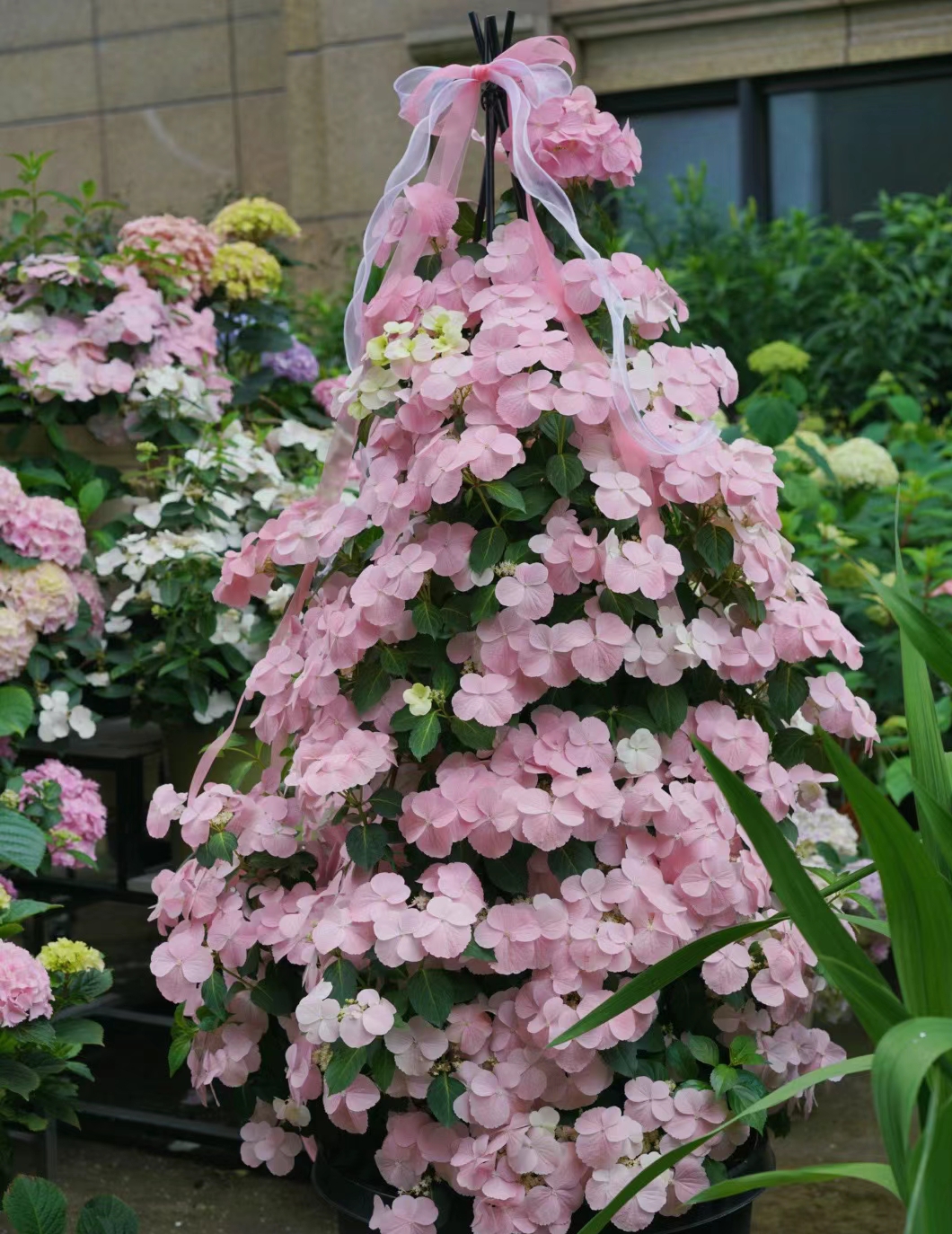 粉色逃跑新娘盆栽小苗多年生花苞耐热耐寒室内庭院地栽多年生花卉