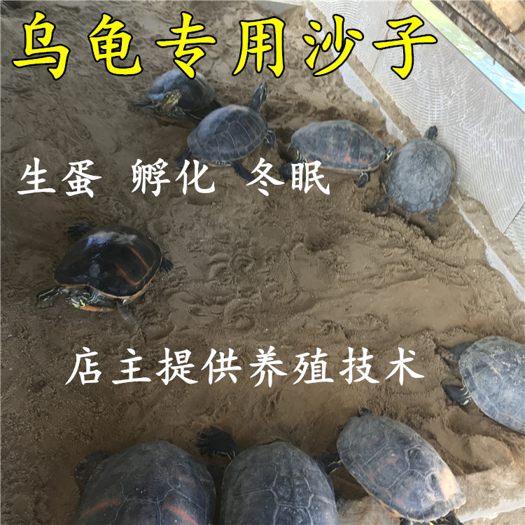 天然乌龟沙子冬眠专用沙产蛋孵化细沙河沙冬眠苔藓用品乌龟沙冬眠