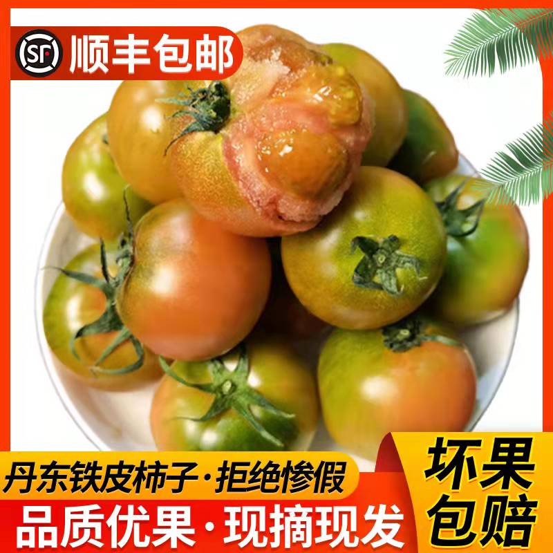 丹东草莓柿子铁皮油 柿子绿腚小番茄新鲜水果碱地西红柿5斤包邮