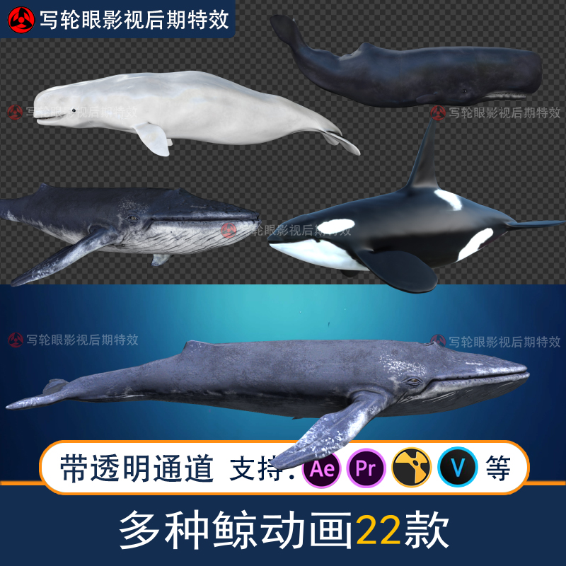 鲸鱼动画视频素材鱼蓝鲸杀人鲸座头鲸白鲸三维CG动画MOV透明通道