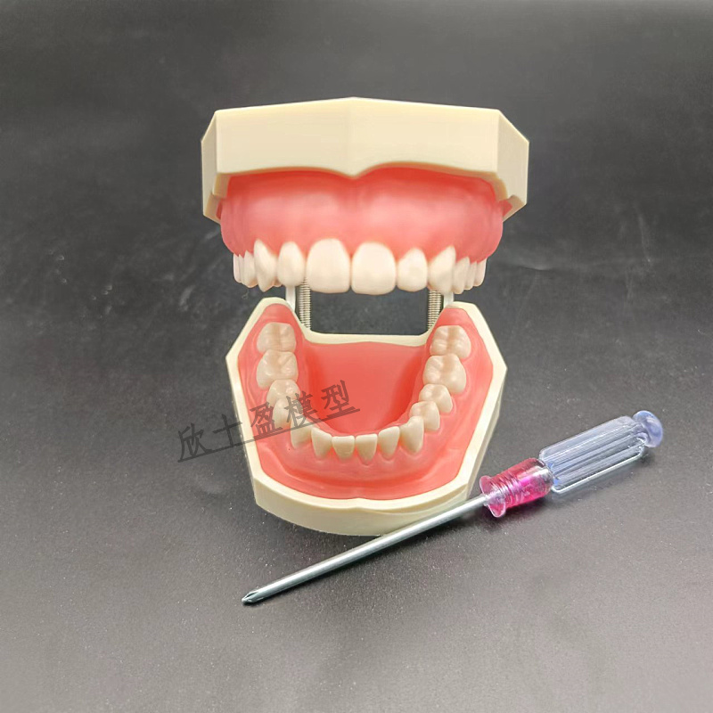 口腔牙科牙齿模型 备牙练习软牙龈牙模 可K拆缷替换仿真树脂离体