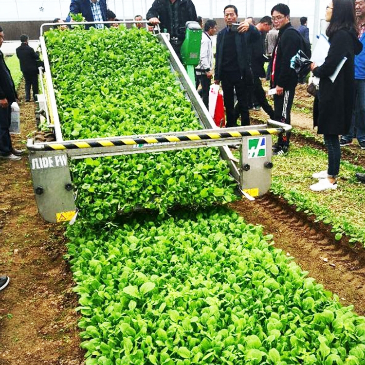 蔬菜收割机 自行走效率高的叶菜收割设备 KEERWO蔬菜收获机