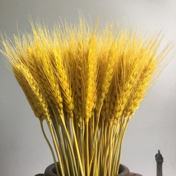 水稻稻花金麦家居禅意装饰麦穗麦子插花开业带花小麦干花束面包装