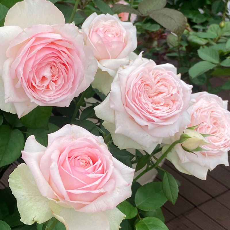 蒙娜丽莎月季花大苗包子花型阳台花园大花浓香耐热粉红色玫瑰四季