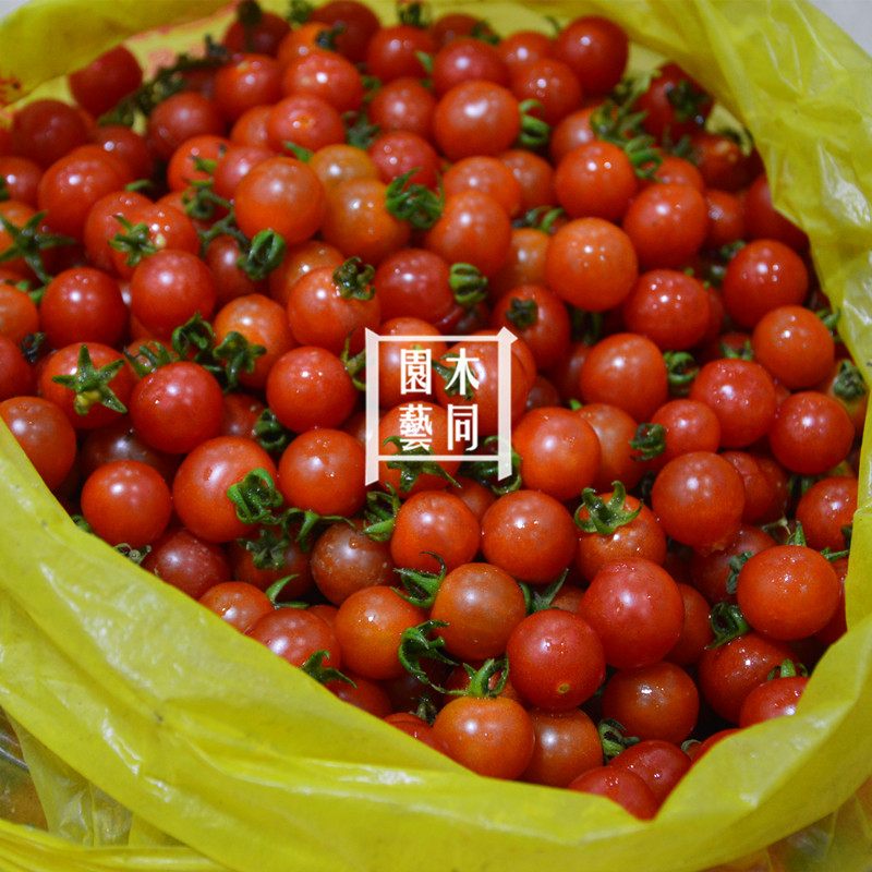 小番茄种子苗 毛辣果野生小西红柿酸汤鱼 蔬菜野菜盆栽 好养包活