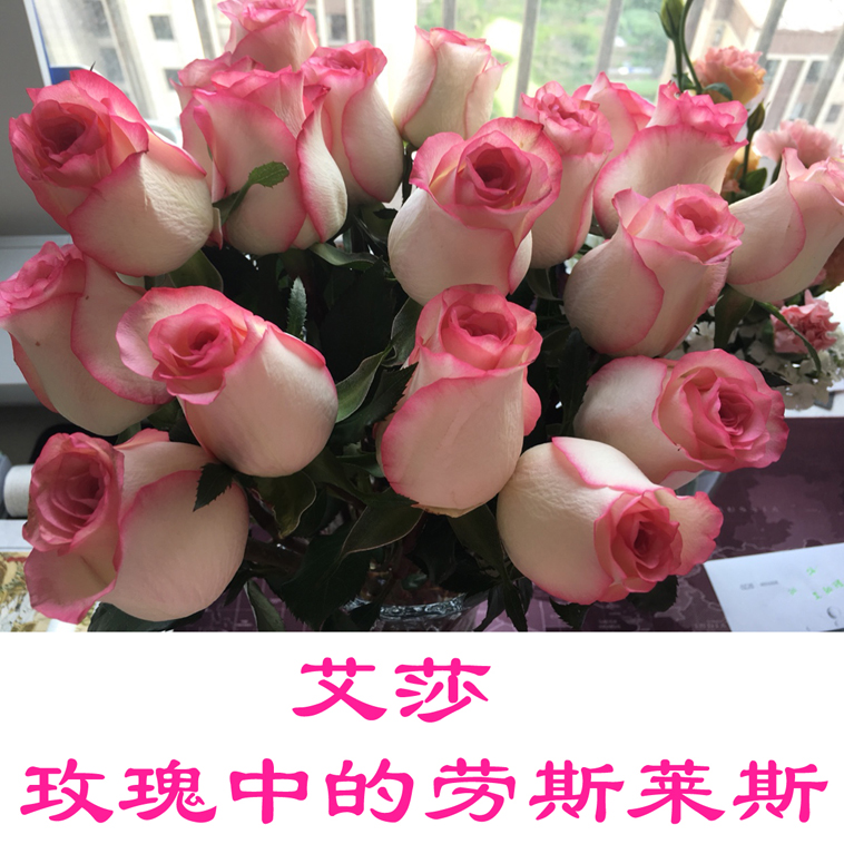 艾莎卡布奇诺玫瑰花鲜花花束云南基地直发速递同城520情人节礼物
