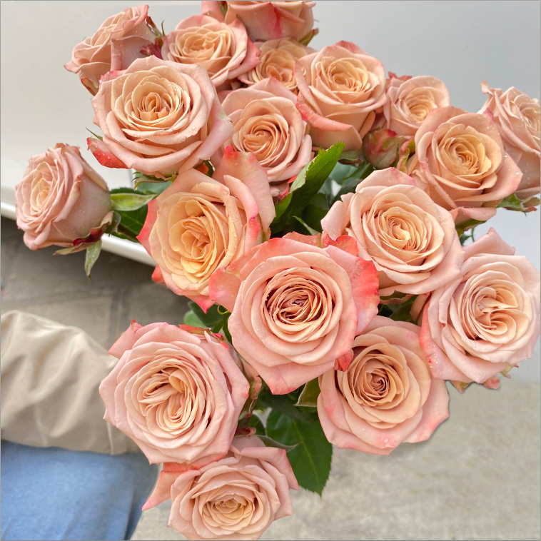 玫瑰鲜花花束云南直发速递同城卡布奇诺戴安娜艾莎520情人节礼物