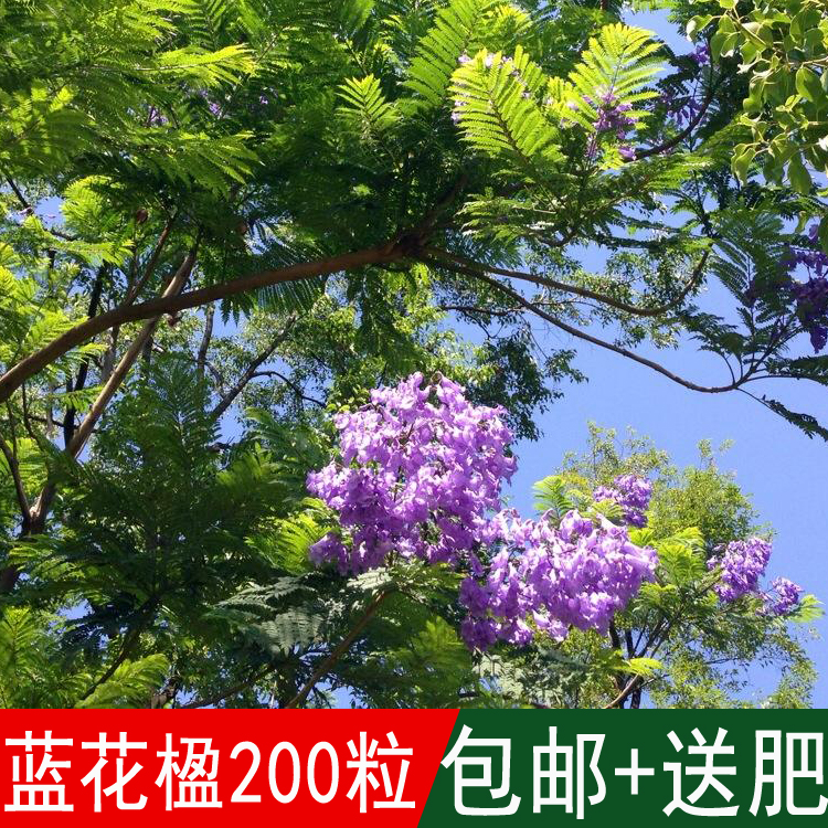 工程景观亚热带植物蓝花楹种子蓝雾树含羞草叶子巴西紫葳紫云木