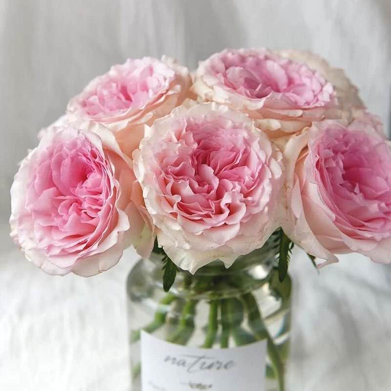 AB级玫瑰鲜花稀有品种卡布奇诺洛神蒙娜丽莎云南直发一扎航空包邮