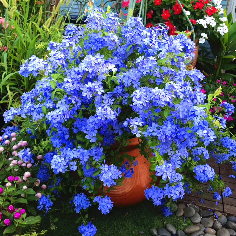 蓝雪花大盆栽花卉阳台庭院四季开花园花镜多年生耐热植物新手易养