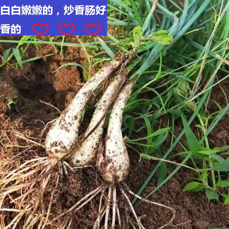 5斤包邮农家新鲜蔬菜现挖有叶荞头藠头教头种子茭头做泡菜用荞子