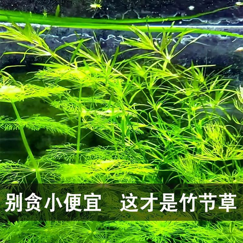 竹节草水草带根印度小竹节新手水生植物水培鱼缸造景沉木水草真草