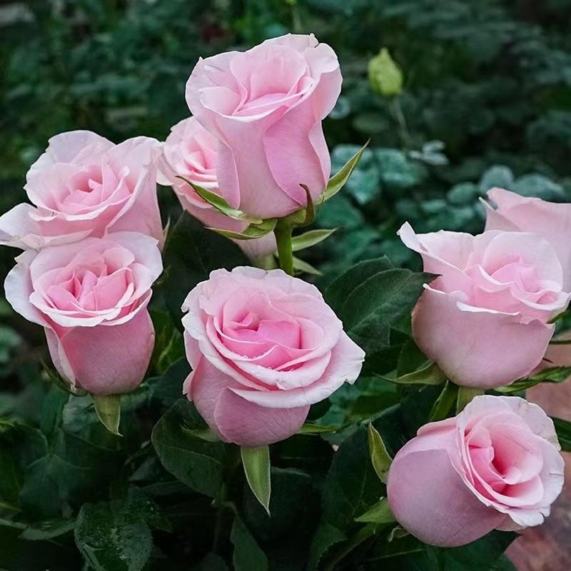 玫瑰老桩花苗花卉四季观花带大花苞植物室内外盆栽 吸色植物
