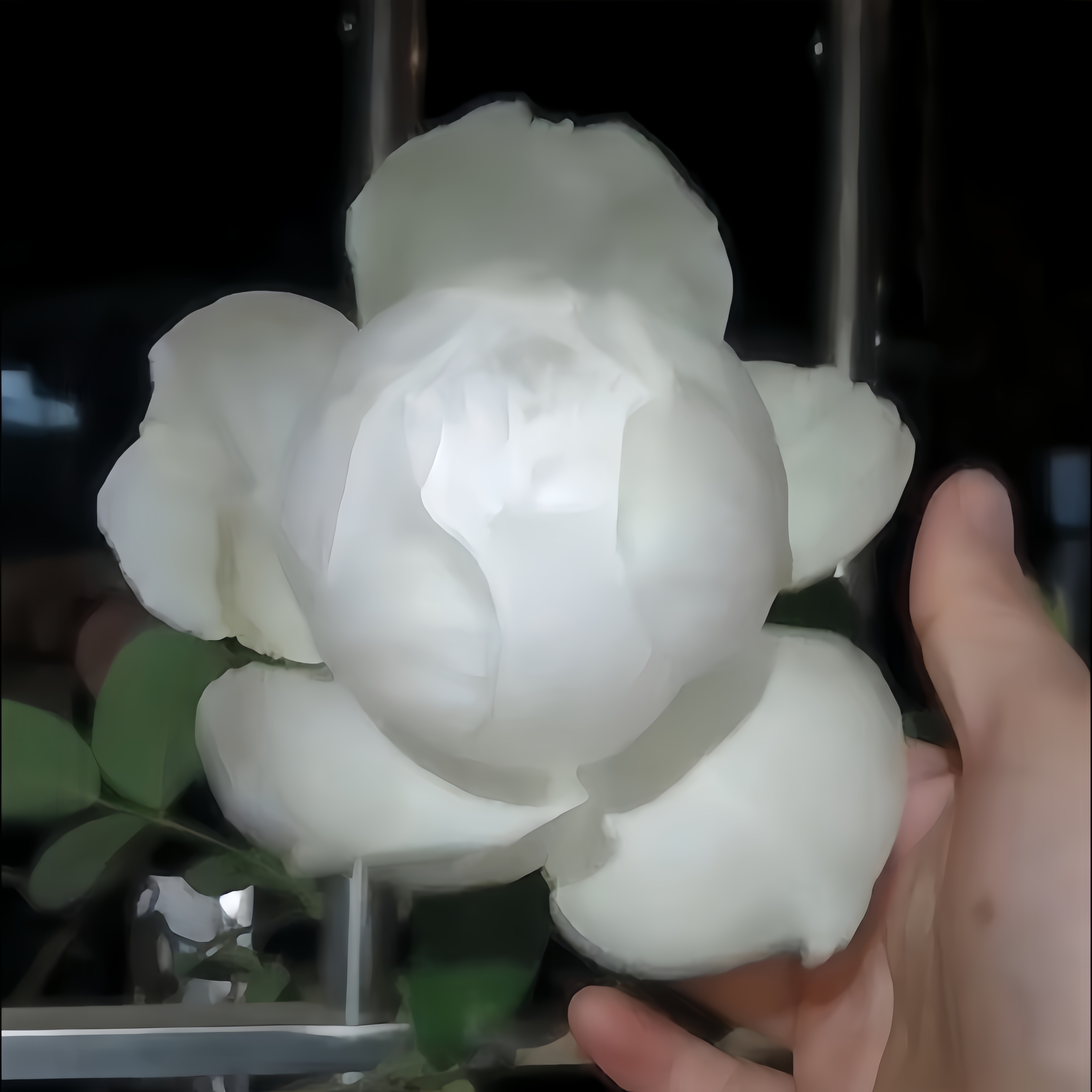 伊芙婚礼之路纯白色多季开大花浓香月季花苗玫瑰盆栽阳台观花植物
