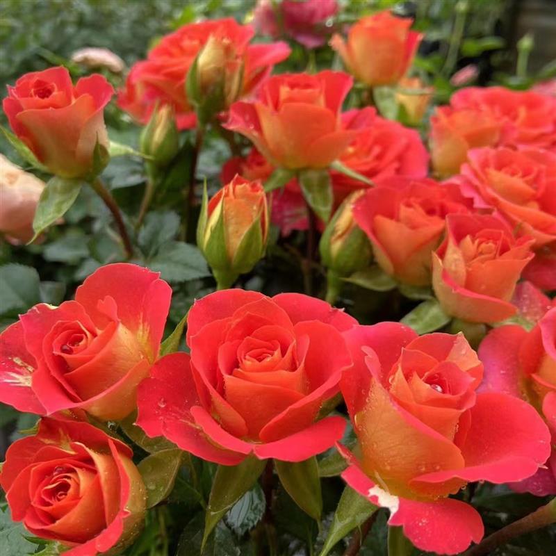玫瑰花苗带花苞浓香花卉观花绿植物盆栽庭院阳台大花月季蔷薇四季