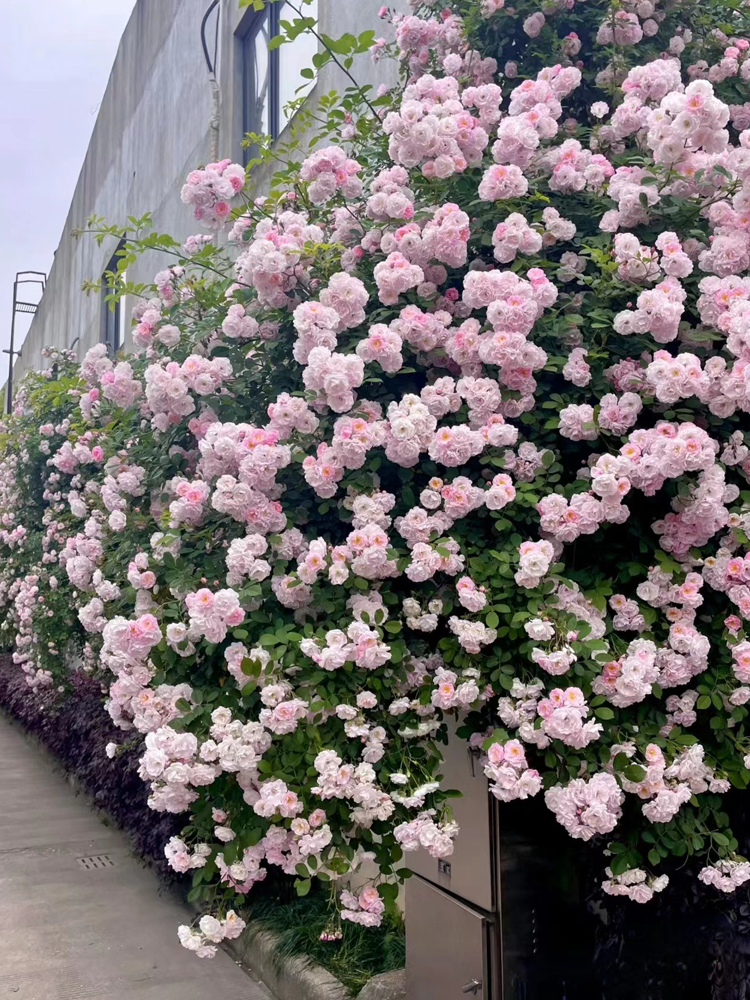 无刺粉团蔷薇花多头群开粉色蔷薇花盆栽爬墙十姐妹花墙耐寒植物苗