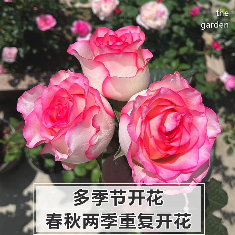 爱莎月季花苗特大花朵型盆栽玫瑰四季带花苞老桩新品欧月