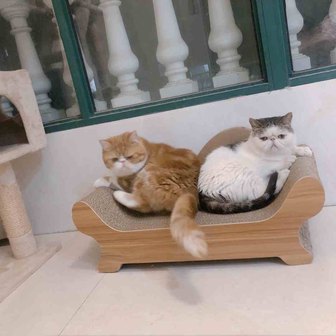 沙发猫抓板木贴面加厚耐磨爪宠物用品玩具大号钻洞浴缸船型爬架