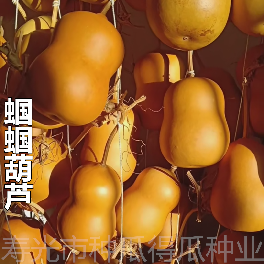 蝈蝈葫芦种子 八宝亚腰巨型特大葫芦籽苗阳台盆栽观赏植物花种子