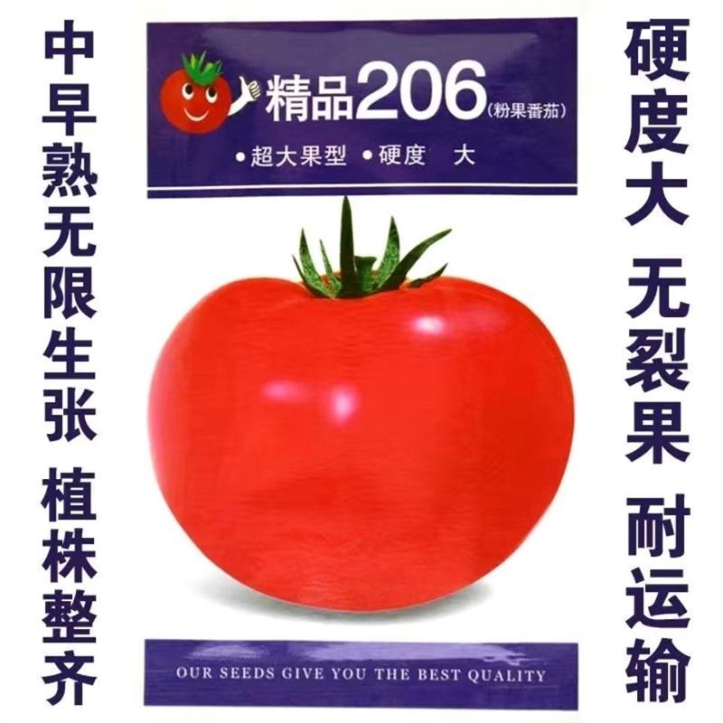 精品206番茄种子超大粉果西红柿抗病高产大田番茄种子春秋露地果