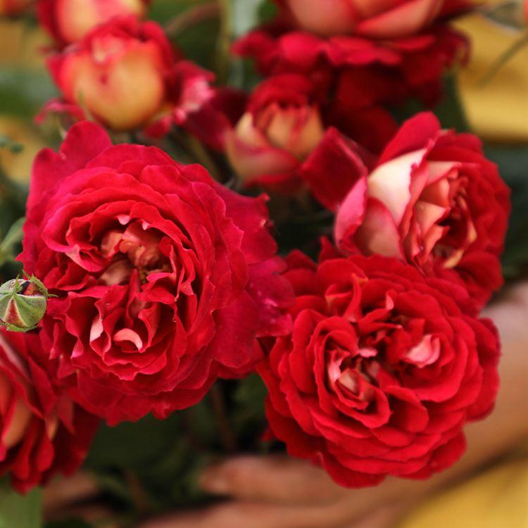 草莓香味品种月季苗马萨德医生大花浓香玫瑰阳台花园露台绿植花卉