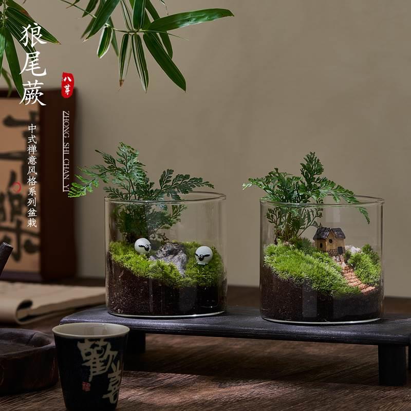 趣味鲜活苔藓微型景观创意室内桌面生态绿植盆栽盆景懒人好养植物