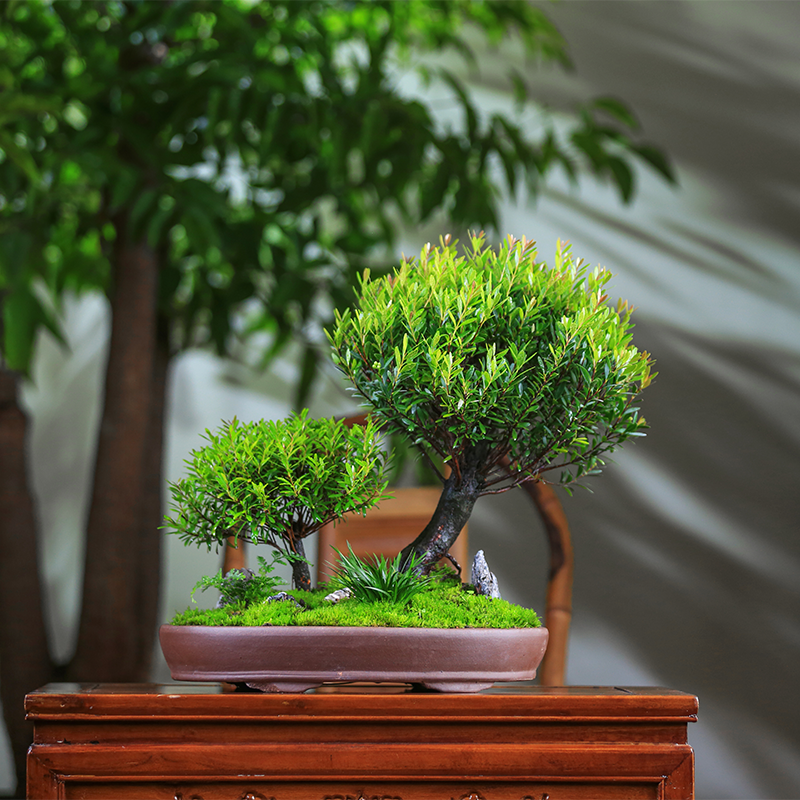 四季常青组合茶室造室内盆栽创意客厅型盆景紫砂净化空气小叶赤楠