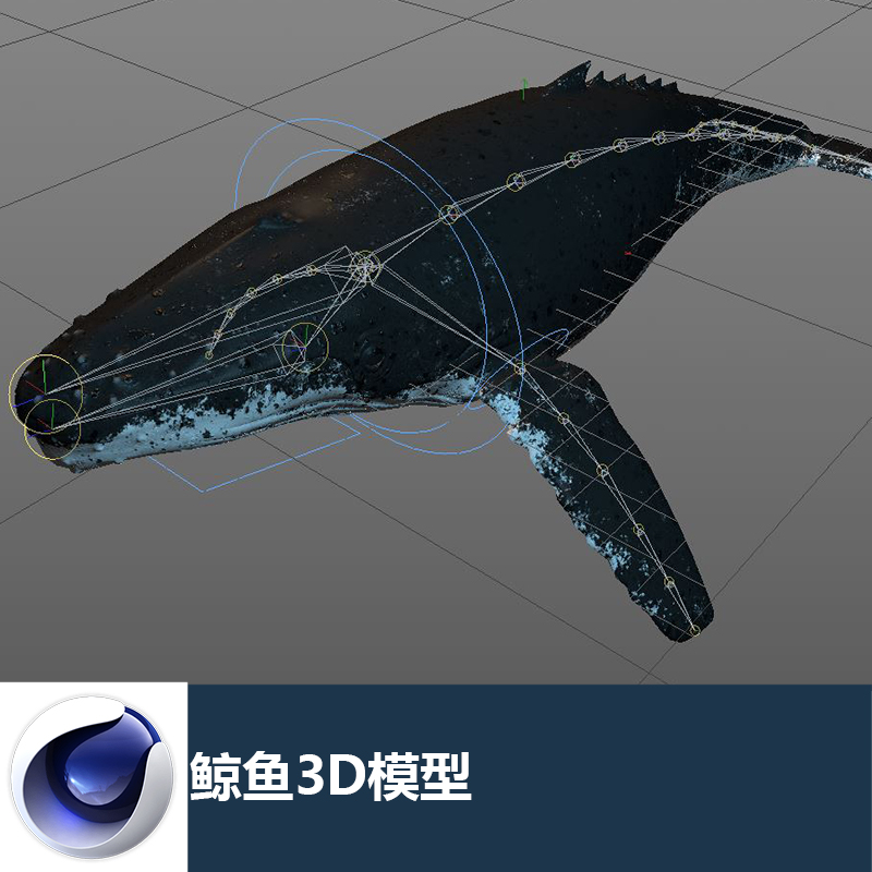 C4D蓝鲸鲸鱼工程源文件骨骼绑定动画设计参考三维模型3D素材C1108