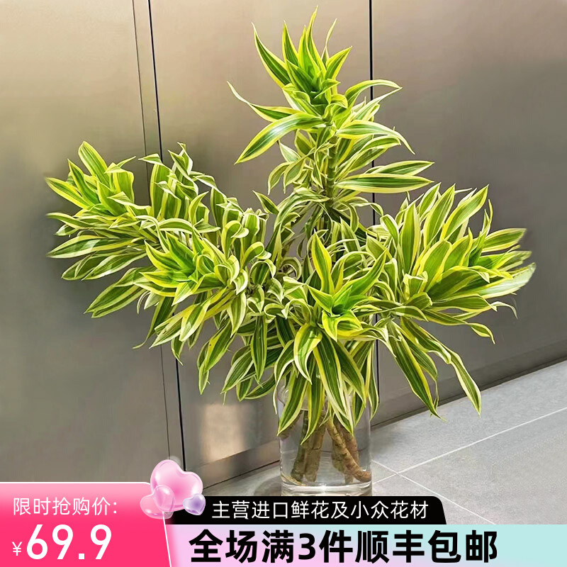金边百合竹日本进口独有品种净化空气珍贵室内插花鲜切水培百合竹