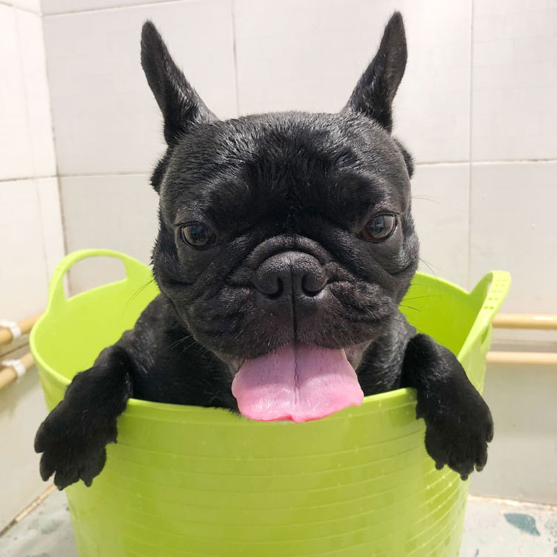 狗狗洗澡盆猫咪浴盆宠物浴缸泰迪法斗小狗小型犬大型犬专用泡澡桶