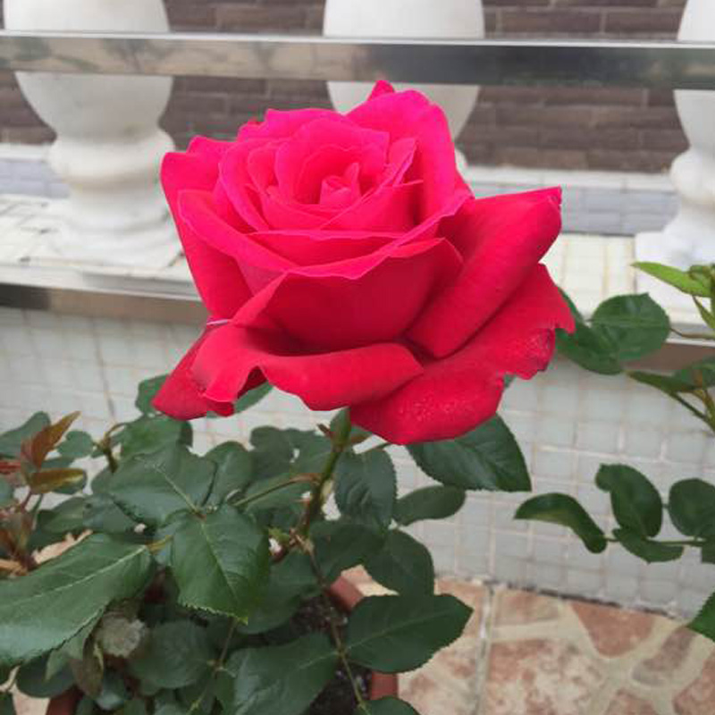 大花浓香月季花亚力克红非常香四季开玫瑰花苗室内外盆栽观花植物
