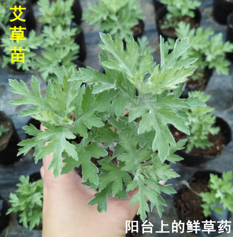 艾草阳台盆栽苗香艾叶食用艾草苗日本引进小叶艾草 艾蒿食用品种