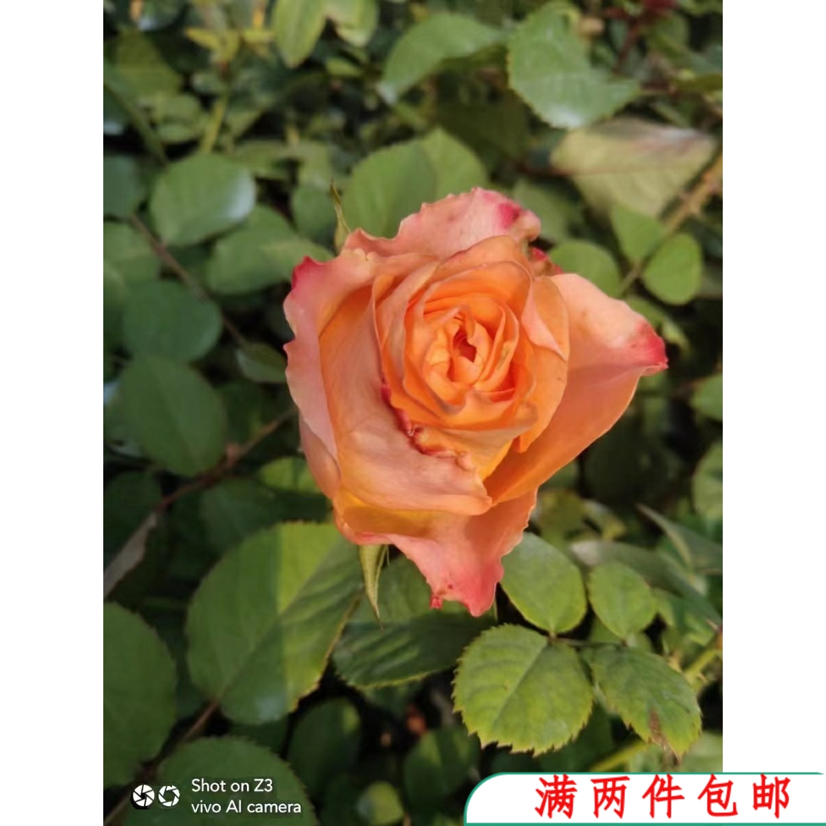 【水灵花园】油画蒙娜丽莎，新品切花抗病耐热玫瑰月季阳台庭院