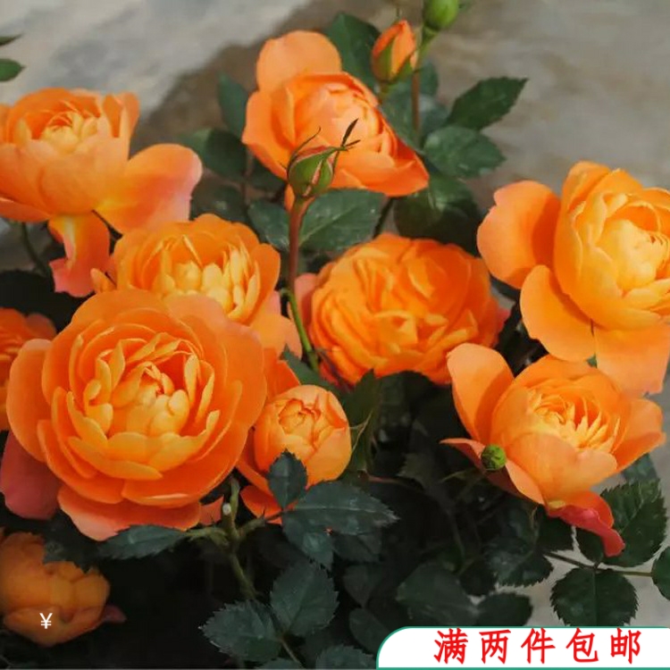 【水灵花园】果汁阳台大花微月月季香盆栽植物
